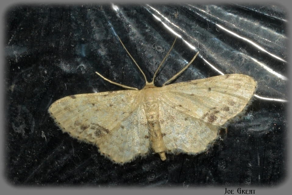 Idaea dimidiata - gyakori apróaraszoló