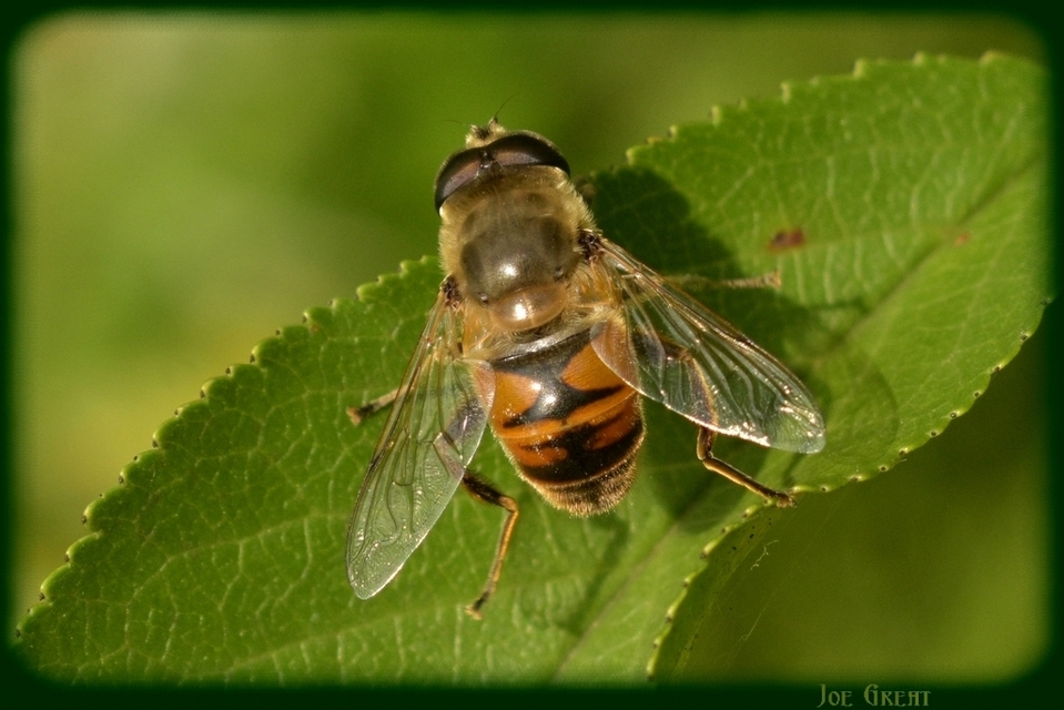 Eristalis tenax - közönséges herelégy