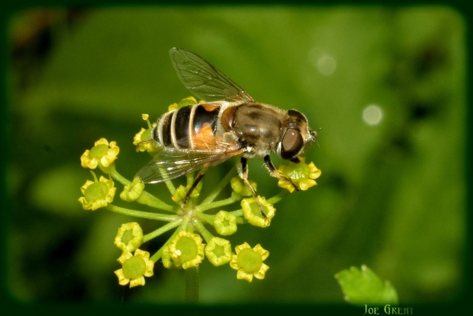 Eristalis