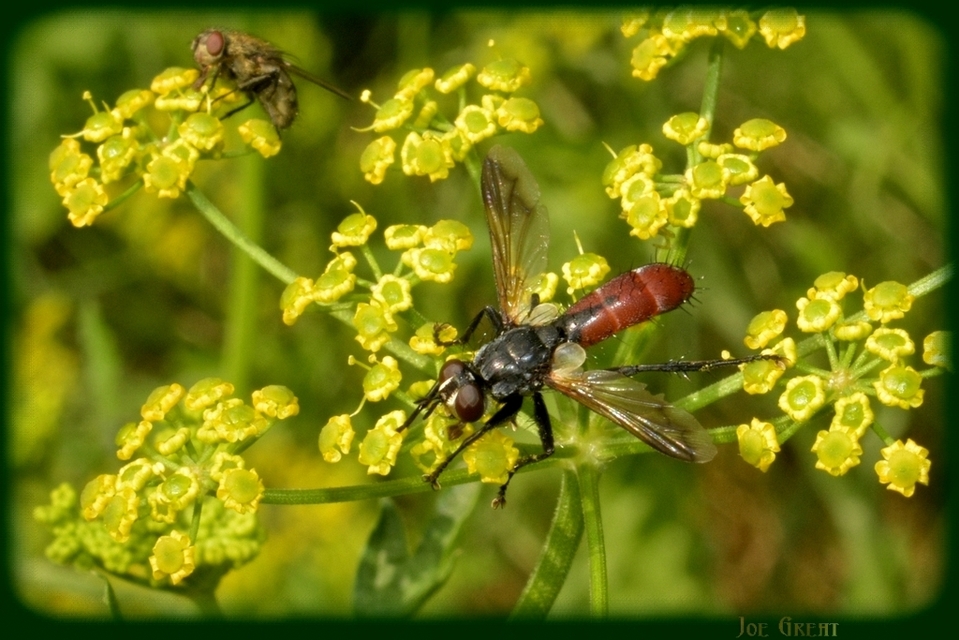 Cylindromyia bicolor