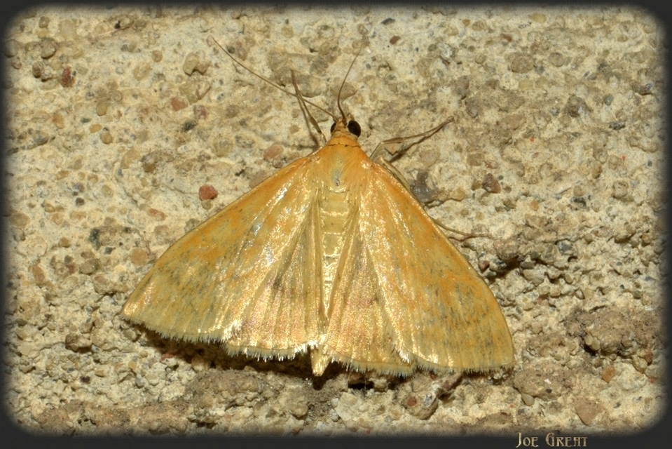 Sitochroa verticalis - világossárga dudvamoly