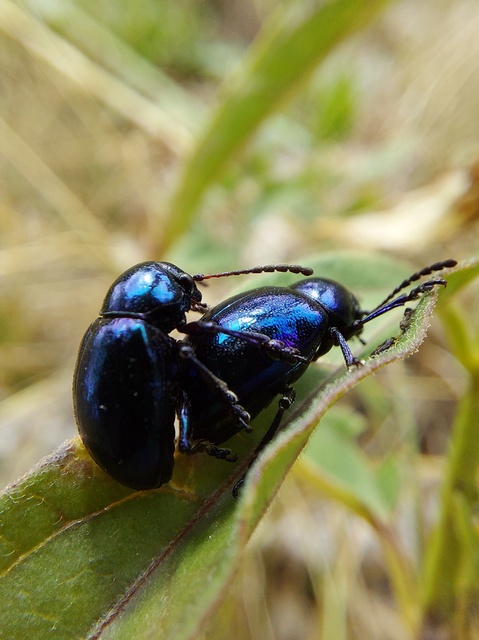Chrysochus asclepiadeus - tündöklő méreggyiloklevelész