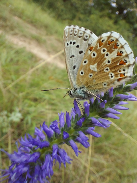 Polyommatus coridon - ezüstkék boglárka