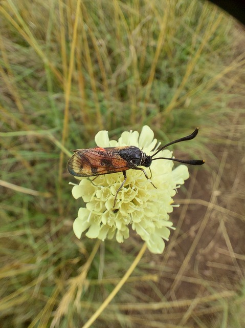 Zygaena carniolica - fehérgyűrűs csüngőlepke