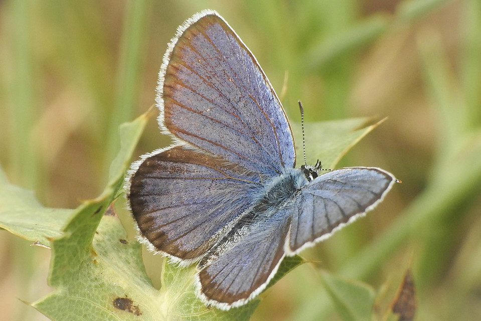 Plebejus idas - északi boglárka
