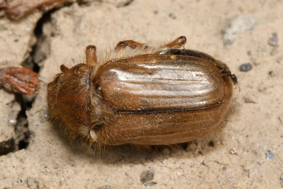 Amphimallon solstitiale - bordás sárgacserebogár