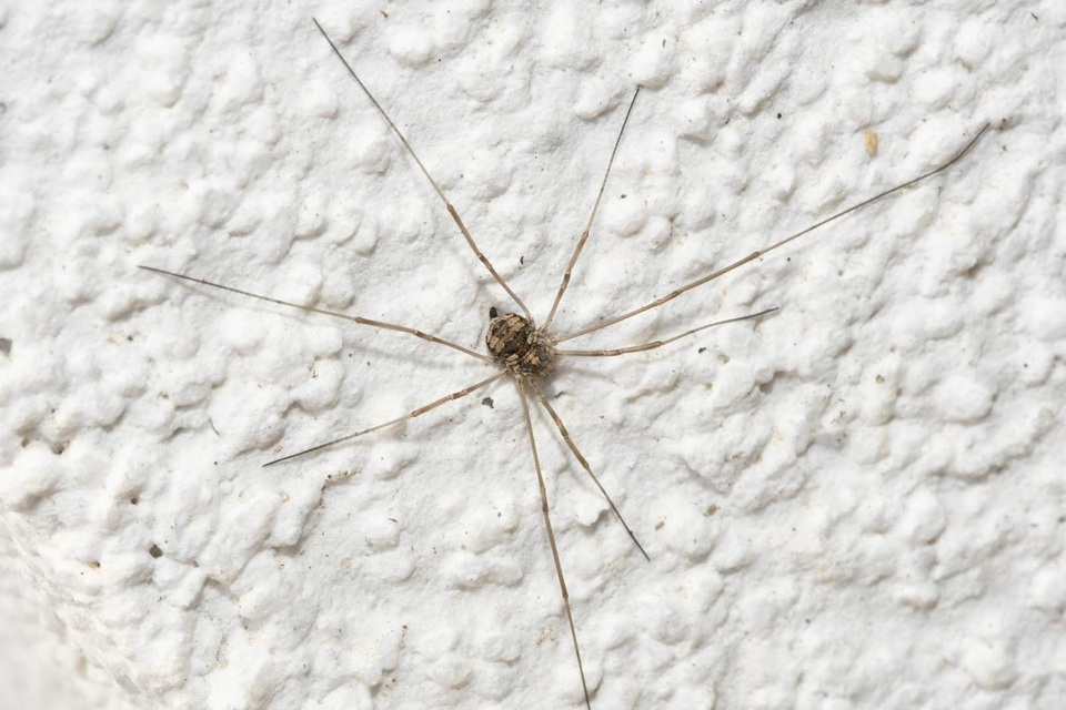 Phalangiidae