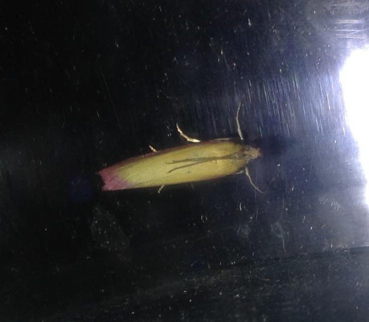 Oncocera semirubella - lucernamoly