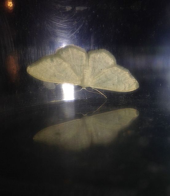 Idaea straminata - szalmasárga sávosaraszoló