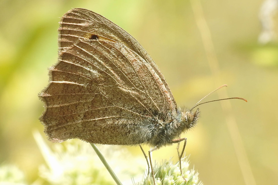 Hyponephele lupina - homoki ökörszemlepke