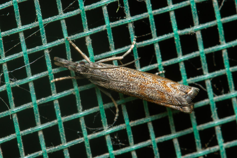 Platytes cerussella - törpe fűgyökérmoly