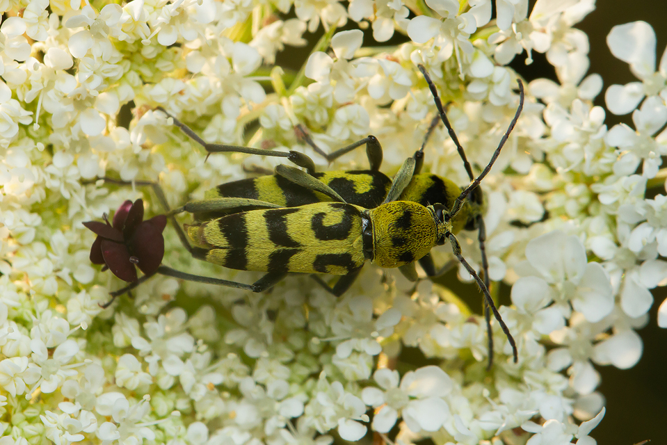 Chlorophorus varius - díszes darázscincér