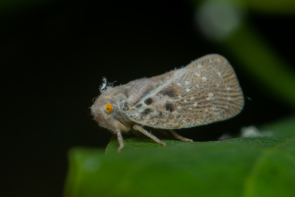 Metcalfa pruinosa - amerikai lepkekabóca