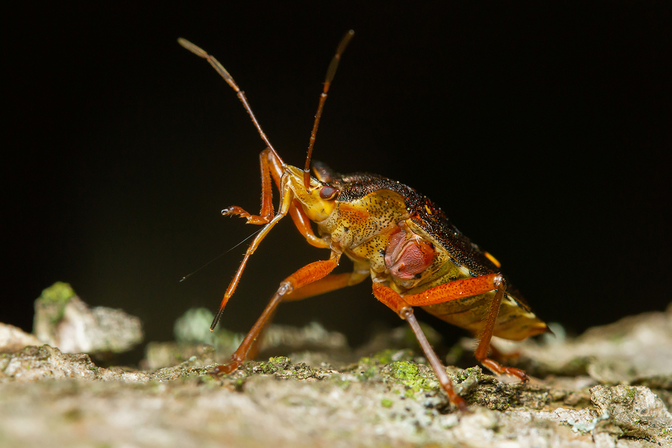 Pentatoma rufipes - vöröslábú címerespoloska Pentatoma rufipes - vöröslábú címerespoloska
