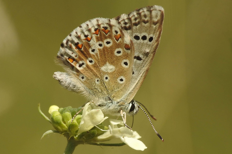 Polyommatus coridon - ezüstkék boglárka