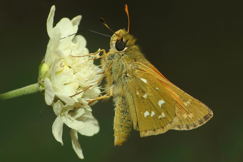 Hesperia comma - vesszős busalepke