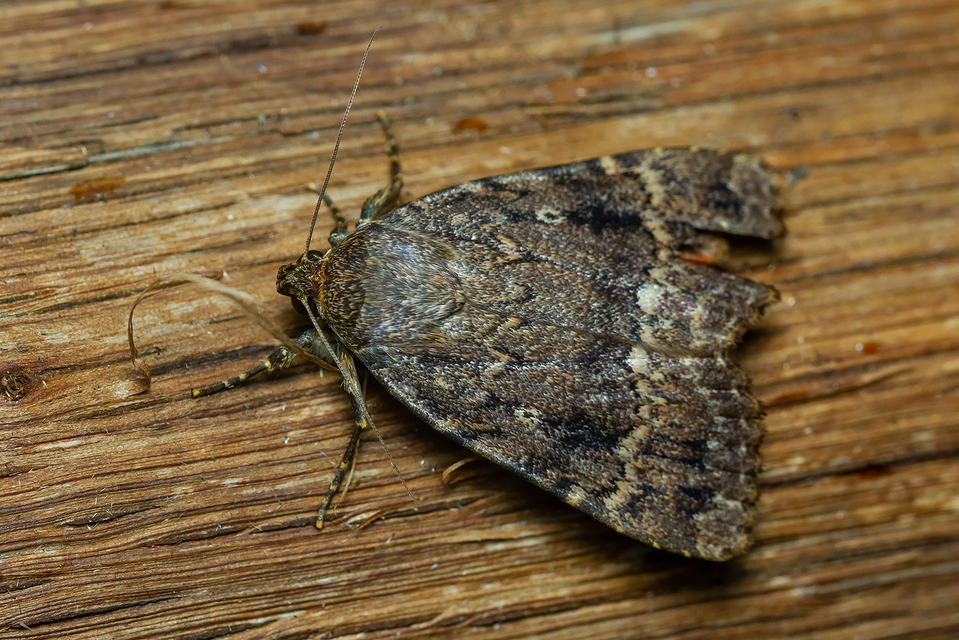 Amphipyra berbera/pyramidea