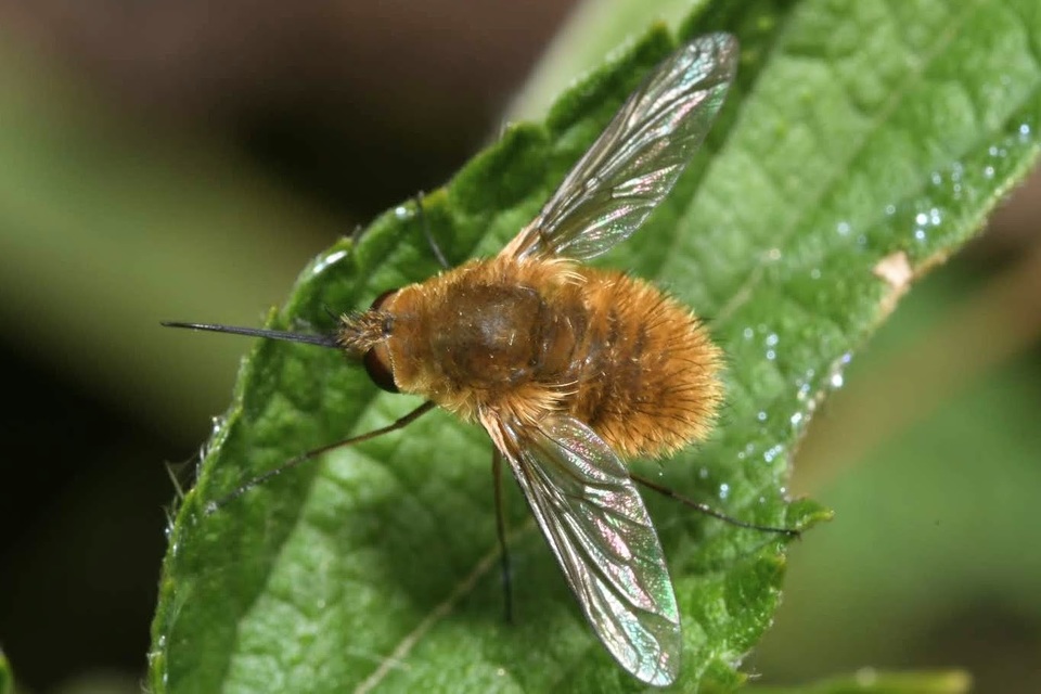 Systoechus ctenopterus