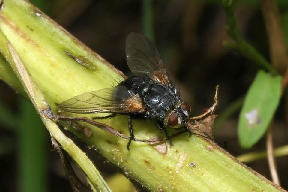 Nemoraea pellucida
