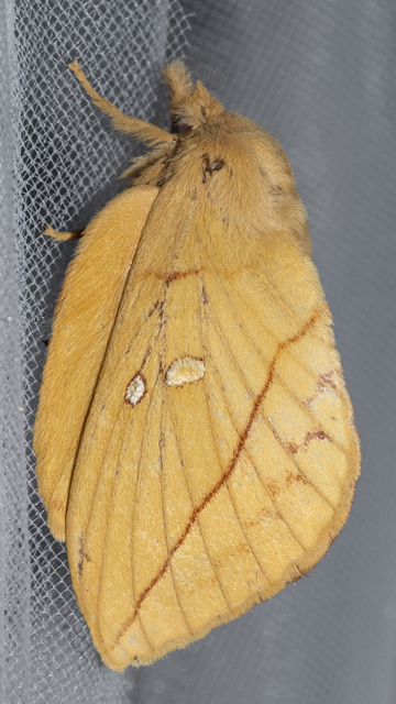 Euthrix potatoria - szomjas pohók