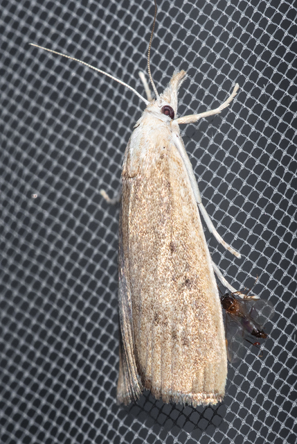 Calamotropha paludella - barna nádlevélmoly