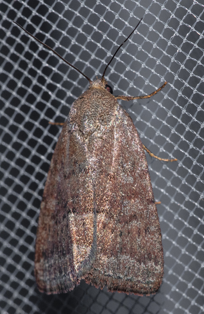 Acosmetia caliginosa - imolabagoly