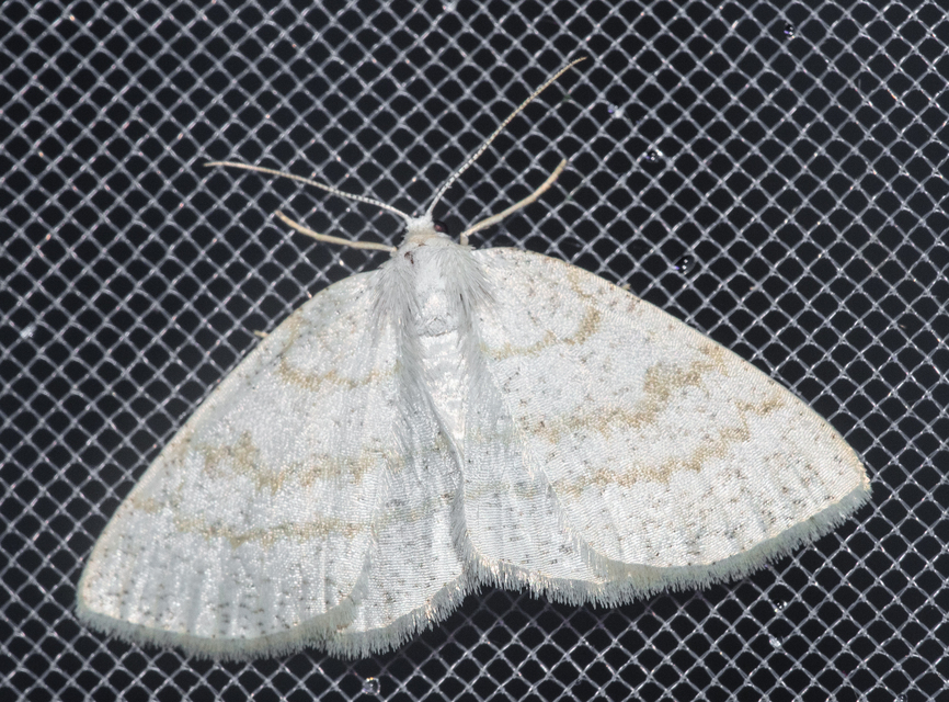 Cabera exanthemata - pettyes égeraraszoló