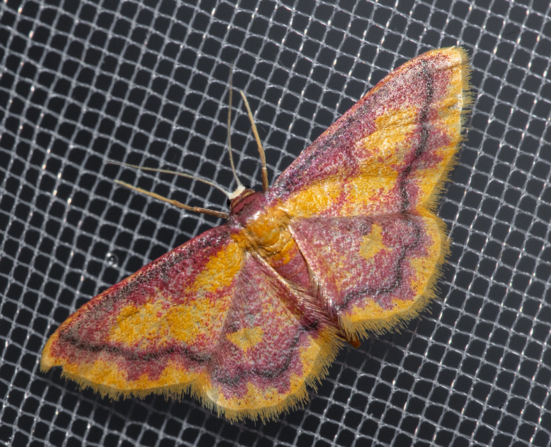 Idaea muricata - mocsári pirosaraszoló Idaea muricata - mocsári pirosaraszoló