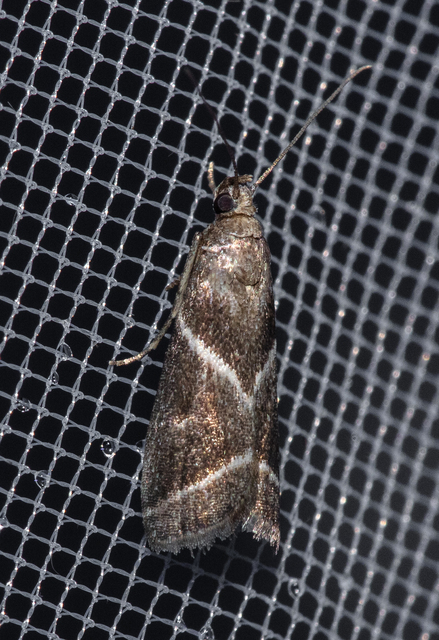 Nyctegretis