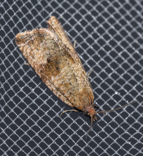Celypha striana - pitypangfúró tükrösmoly