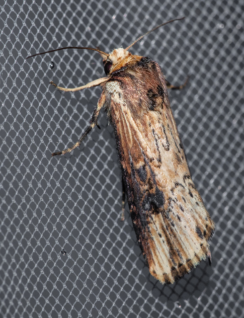 Axylia putris - vonalkás földibagoly