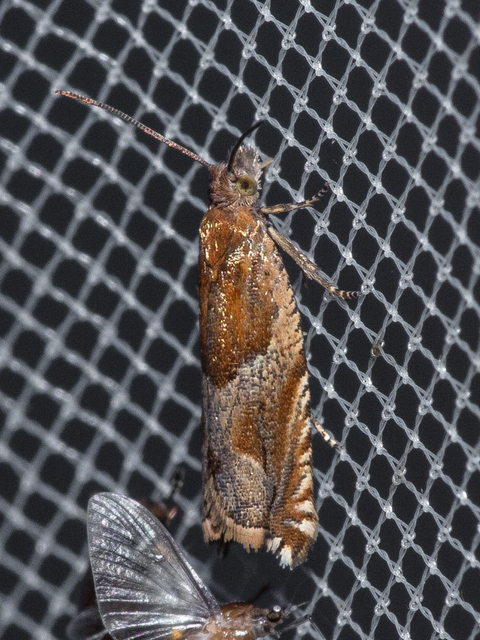 Ancylis