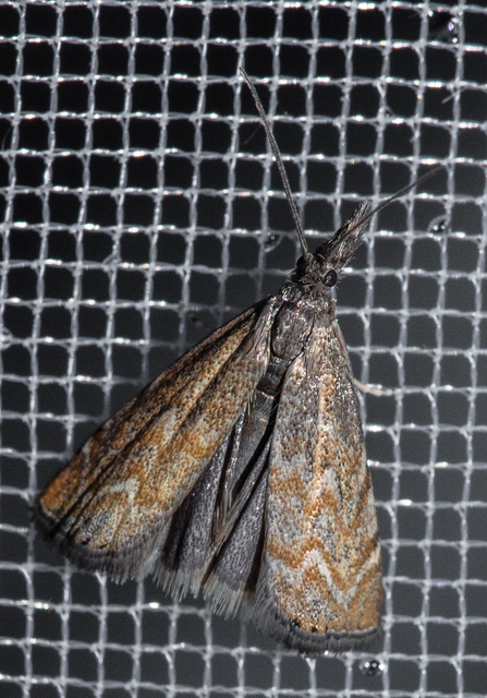 Platytes cerussella - törpe fűgyökérmoly