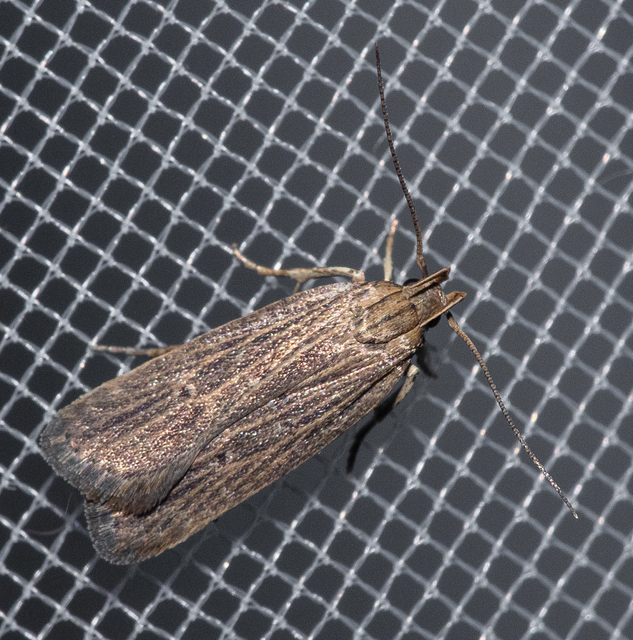 Helcystogramma arulensis - ritka lápimoly