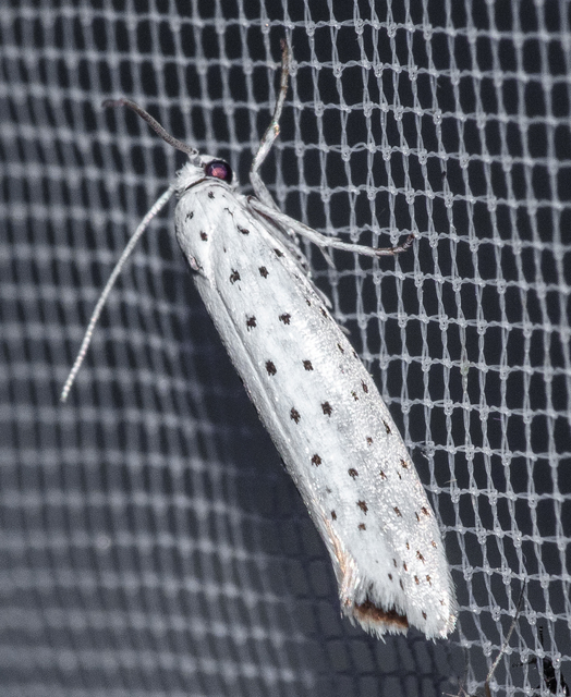 Yponomeuta