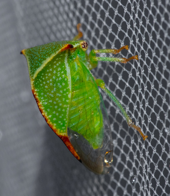 Stictocephala bisonia - bivalykabóca