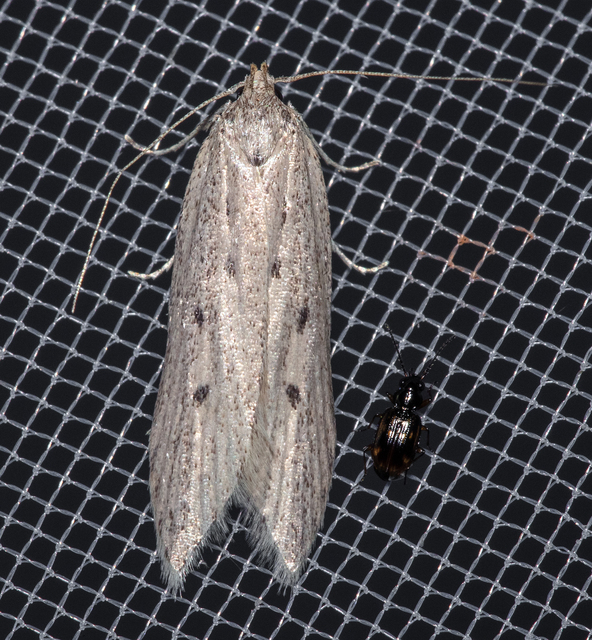 Atremaea lonchoptera - magyar nádmoly