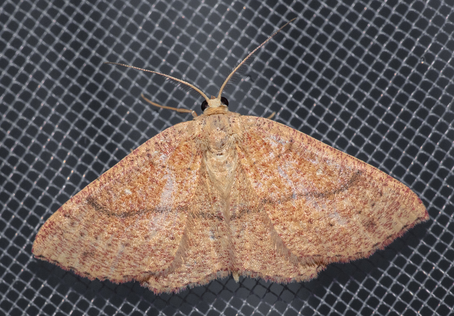 Cyclophora ruficiliaria - vörösrojtú pettyesaraszoló