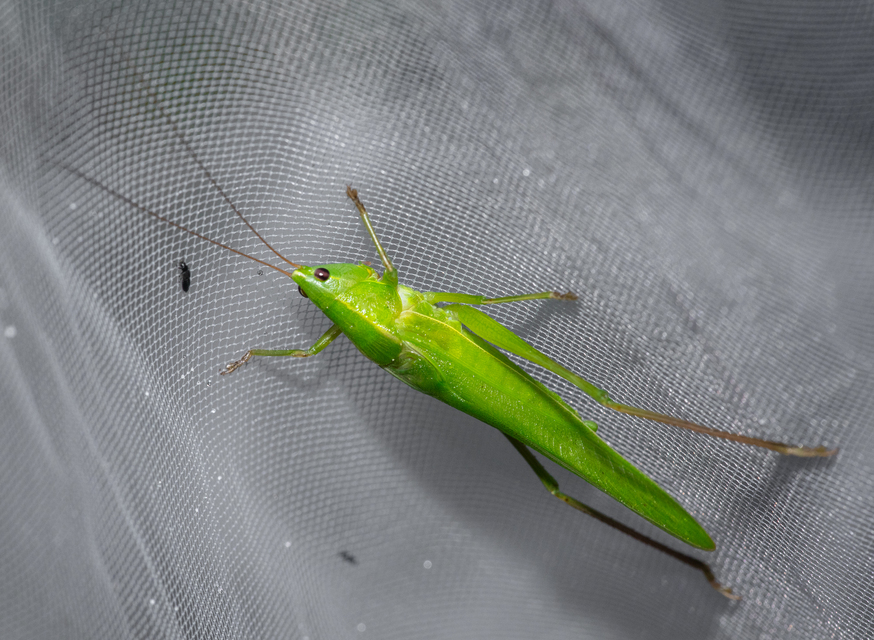 Ruspolia nitidula - nagy kúpfejűszöcske