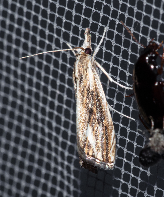 Catoptria verellus - kormos fűgyökérmoly
