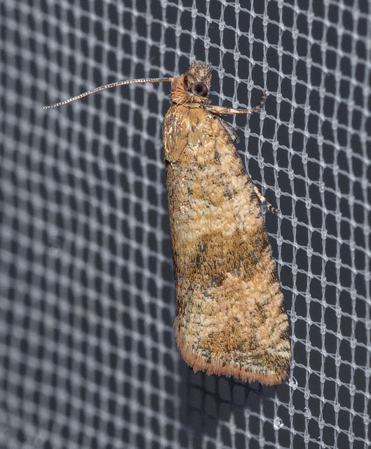 Celypha striana - pitypangfúró tükrösmoly