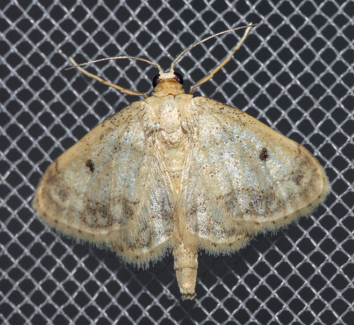Idaea biselata - mocsári sávosaraszoló