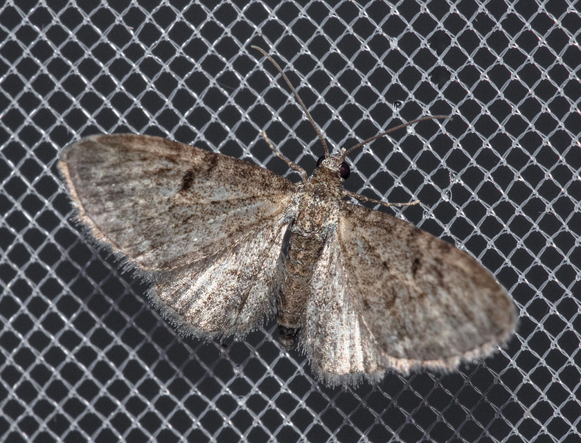 Eupithecia virgaureata - aranyvessző-törpearaszoló