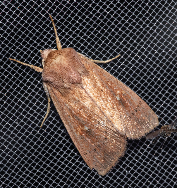 Mythimna albipuncta - fehérpettyes rétibagoly