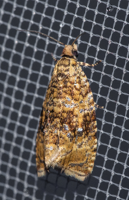 Celypha lacunana - vízparti tükrösmoly