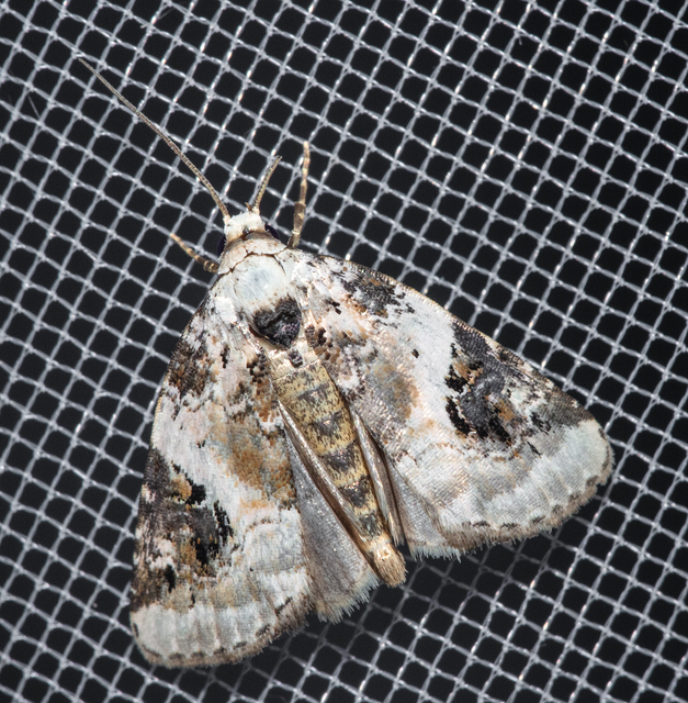 Pseudeustrotia candidula - fehéres apróbagoly