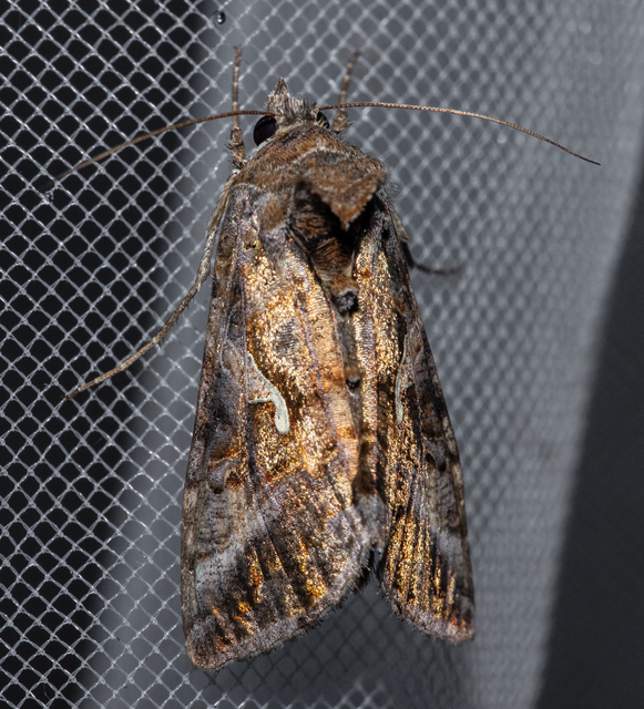 Autographa gamma - gammalepke