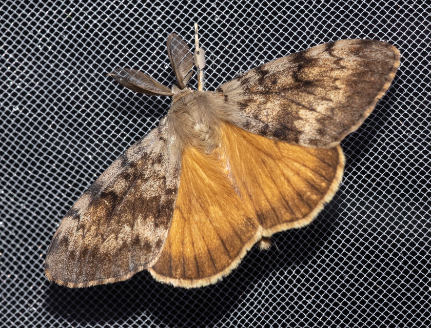 Lymantria dispar - gyapjaslepke
