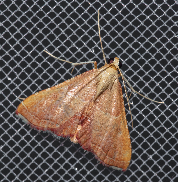 Endotricha flammealis - tüzesszárnyú fényilonca
