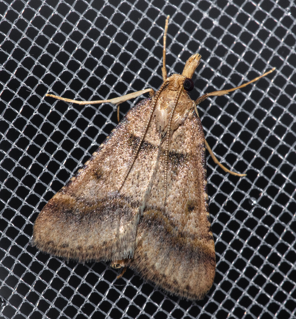 Stemmatophora brunnealis - barna fényilonca
